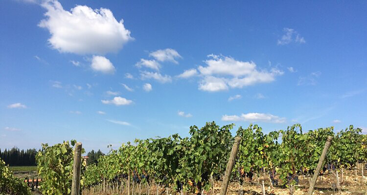 イタリアの精髄　Super Tuscan 1990