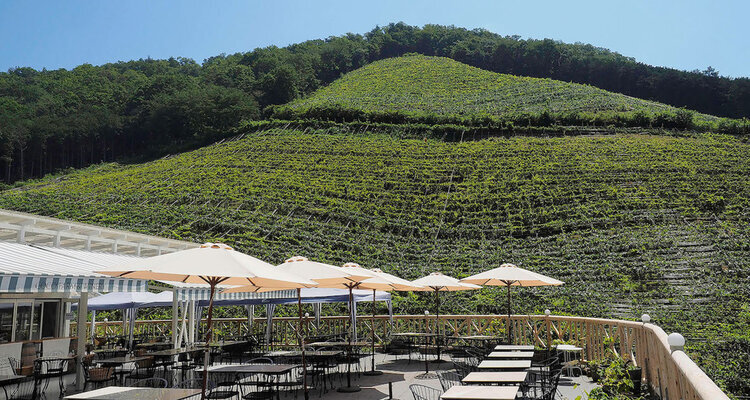 ココ・ファーム　ワイン＆ミュージック～コンサートも楽しめるレストラン講座～